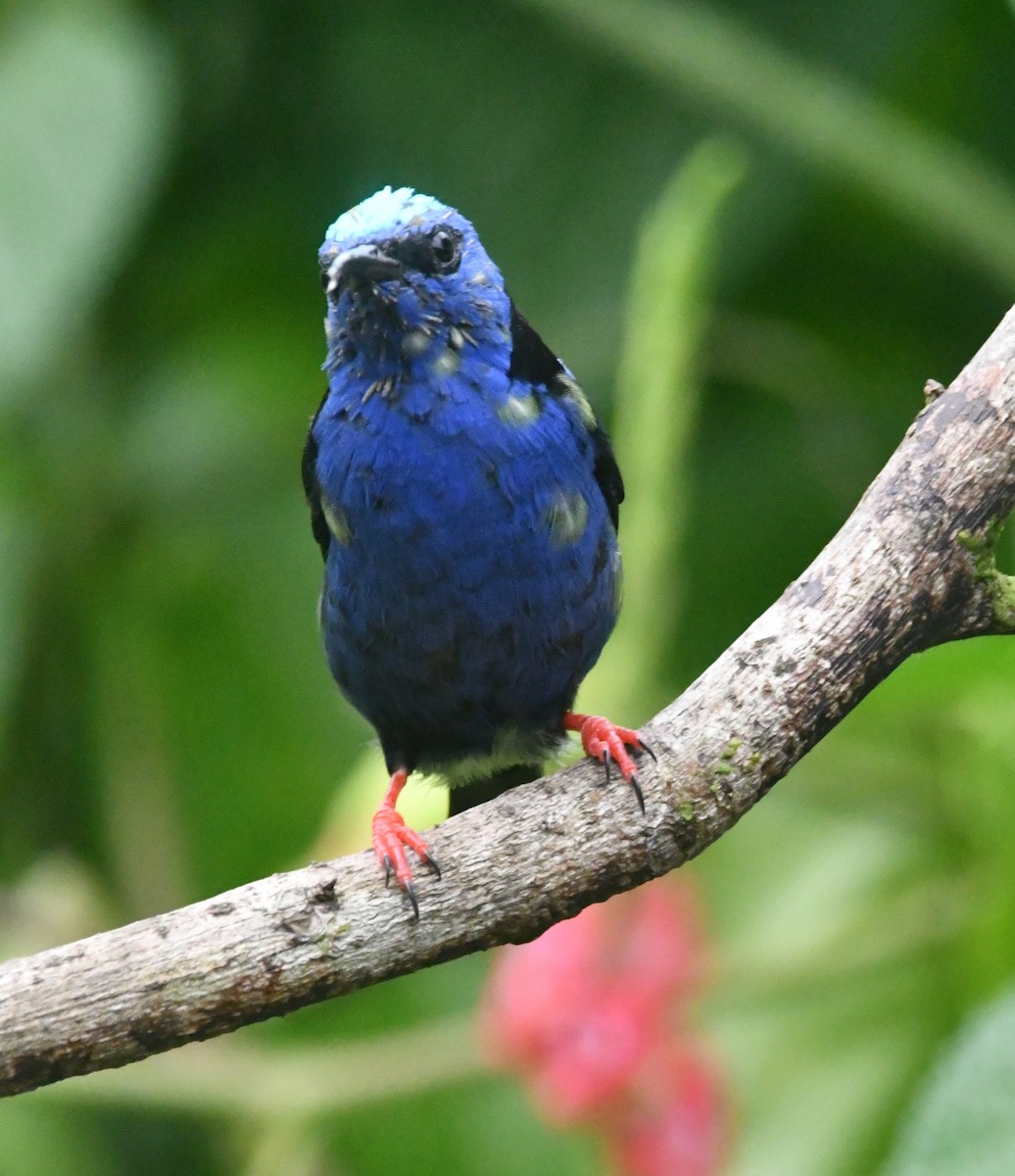 Red-legged Honeycreeper - ML643539602
