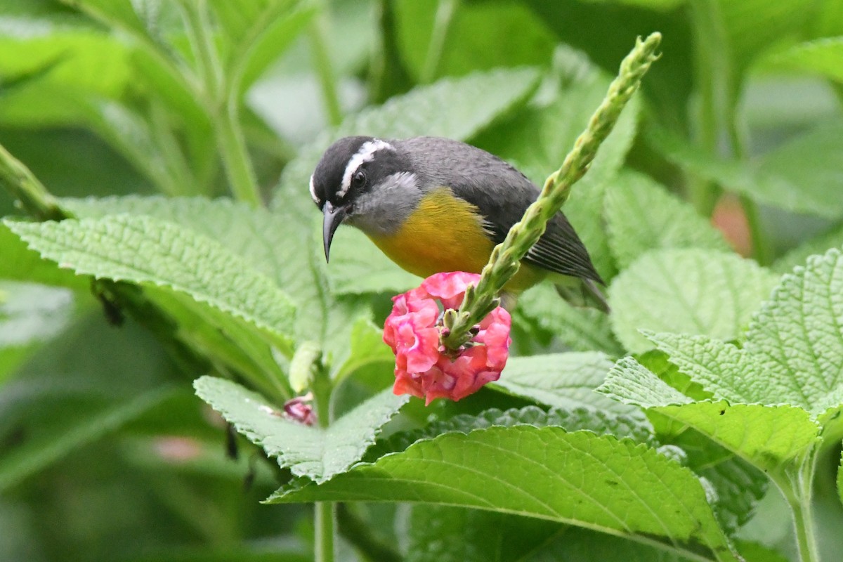 Bananaquit - ML643539609