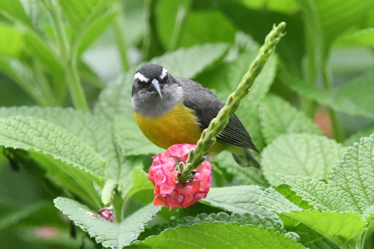 Bananaquit - ML643539610
