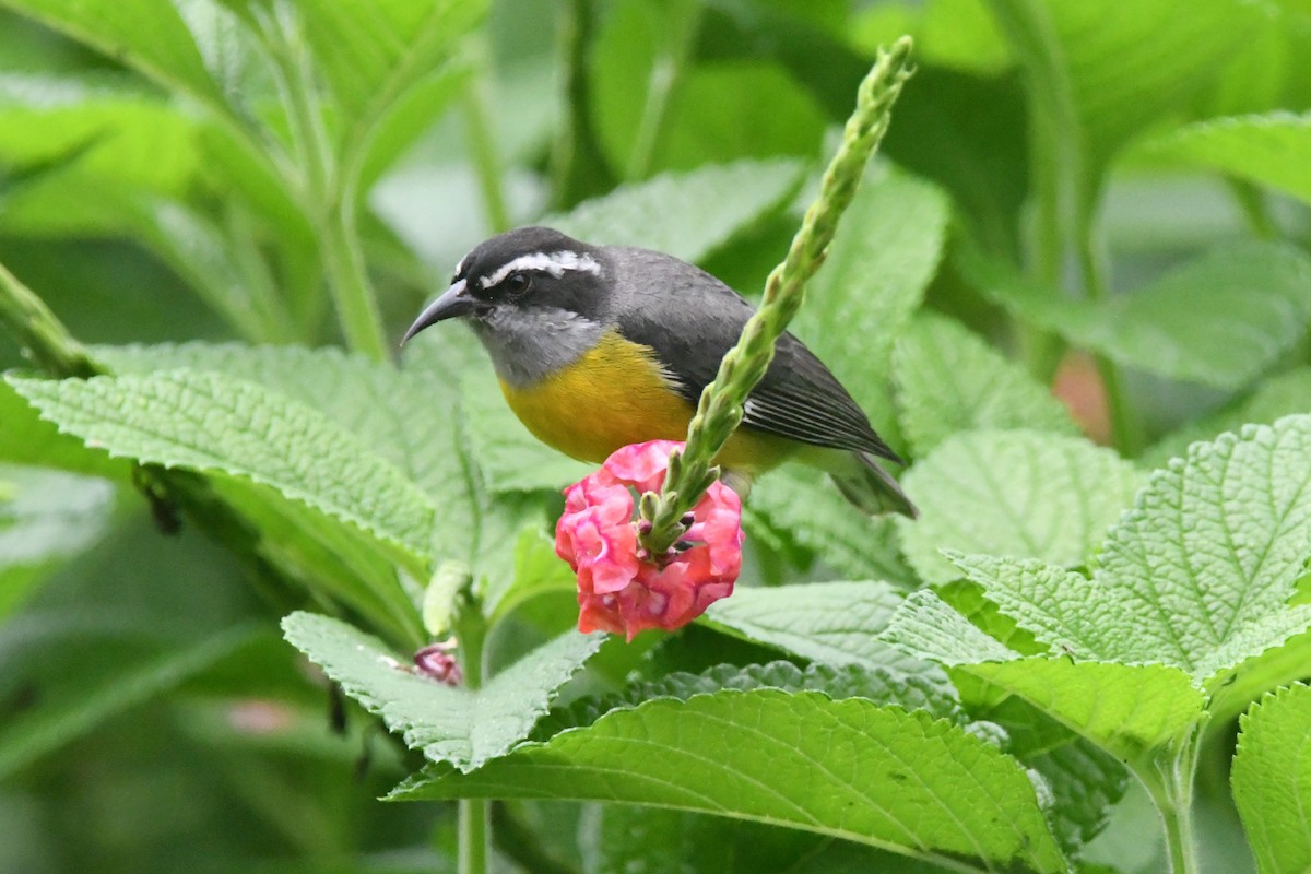 Bananaquit - ML643539611