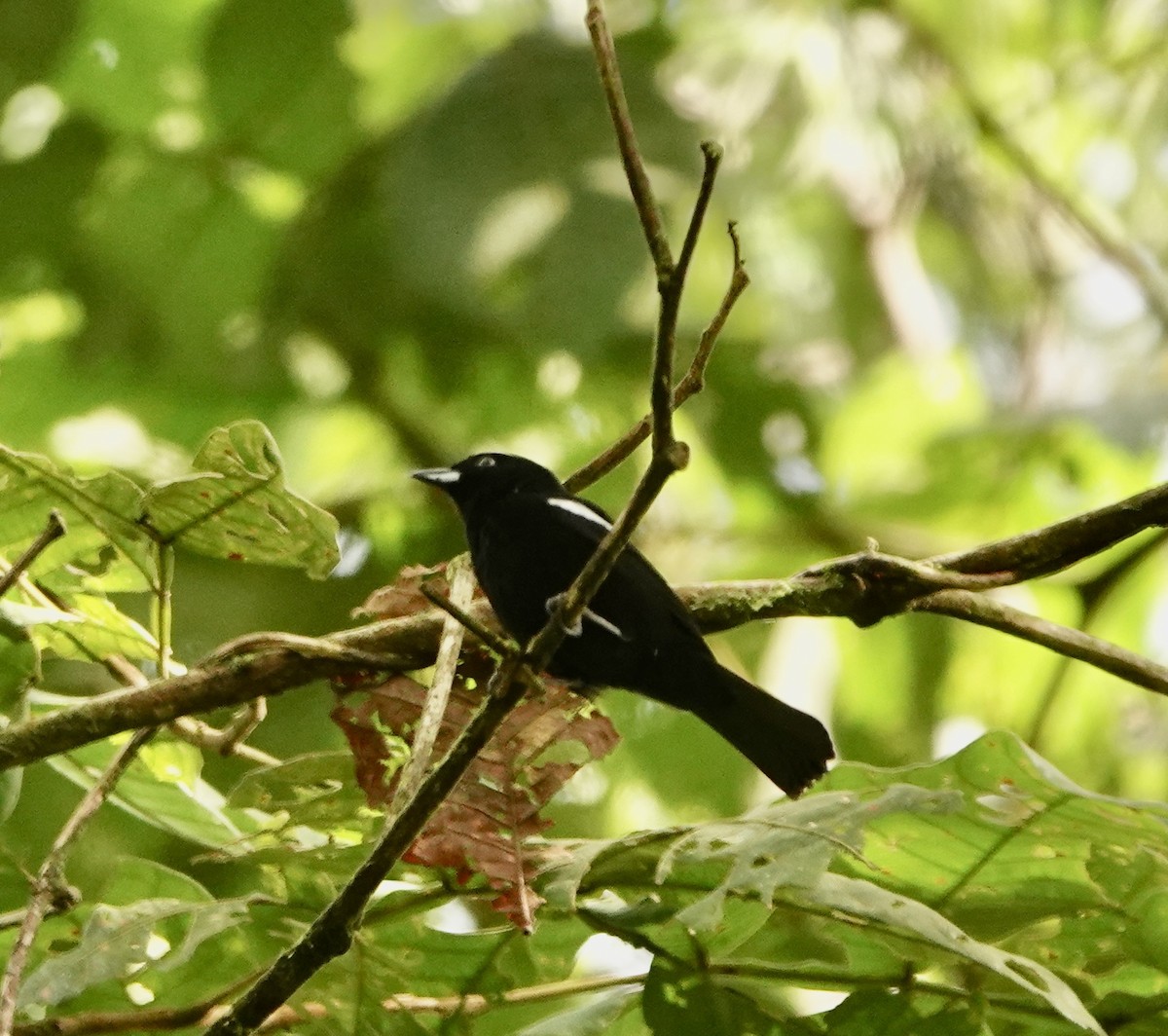 Ak Omuzlu Tangara - ML643539627