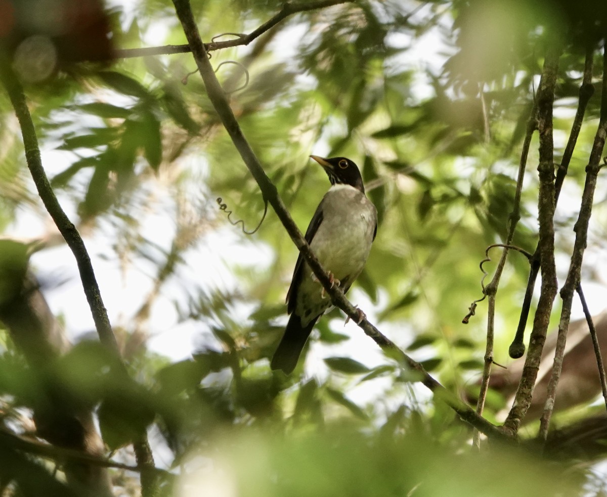 White-throated Thrush - ML643539642