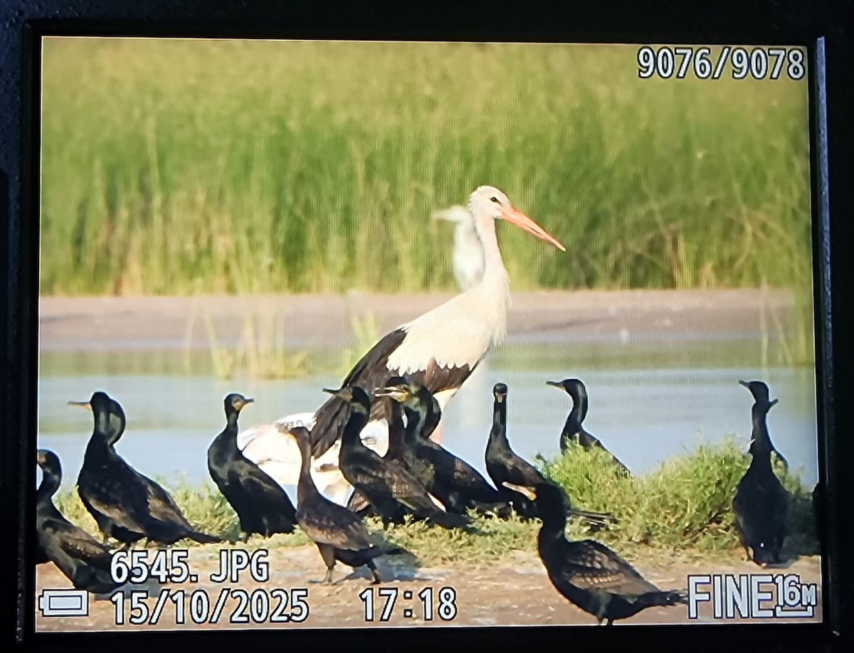 čáp bílý - ML643539686