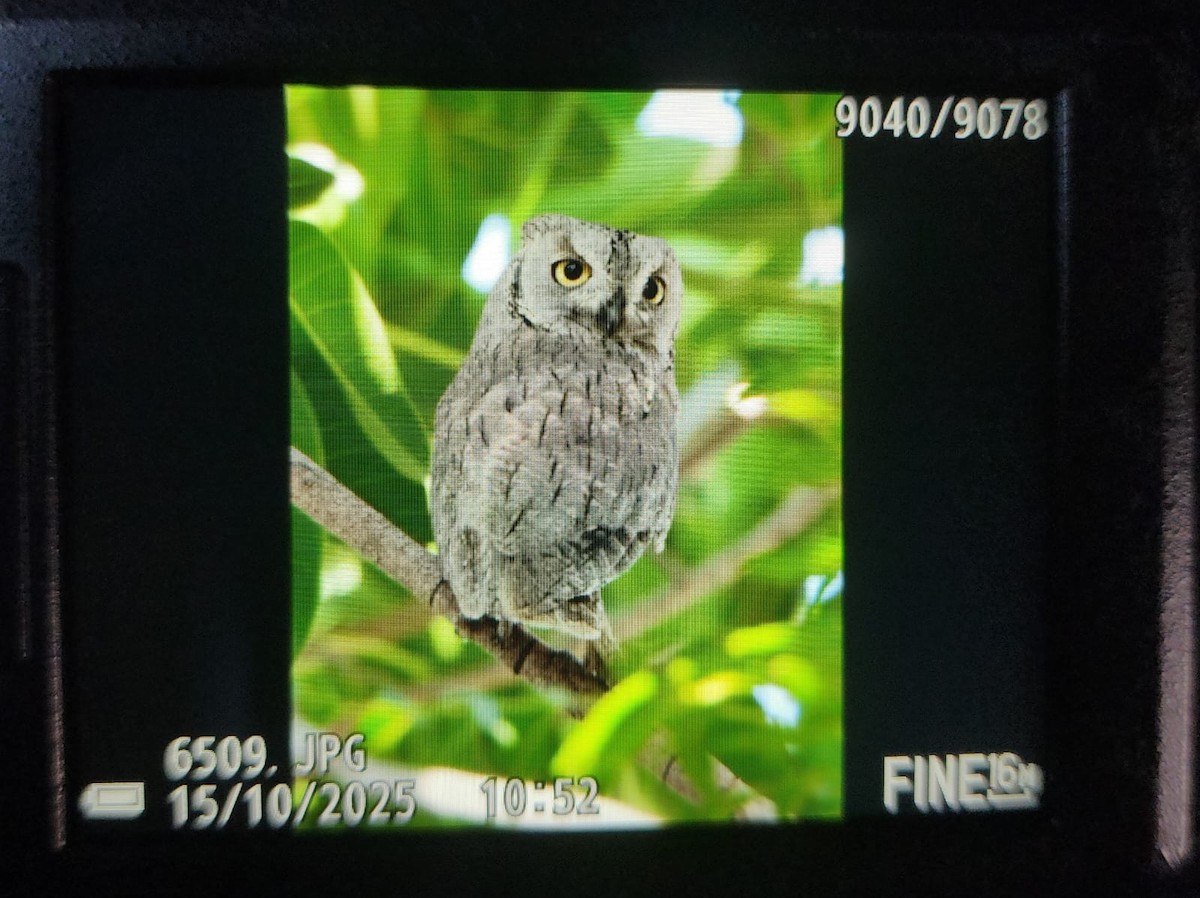 Pallid Scops-Owl - ML643539707