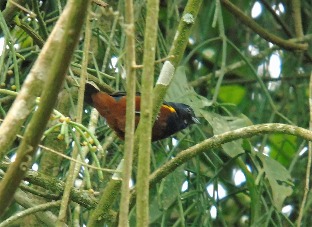 Chestnut-bellied Euphonia - ML643539717