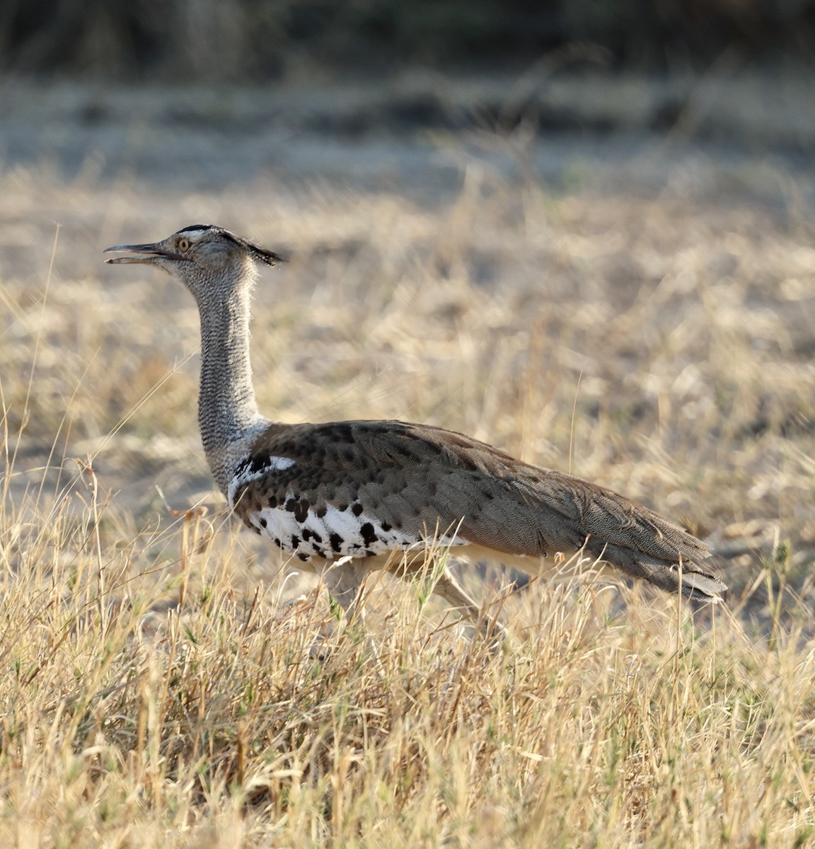 Kori Bustard - ML643539721