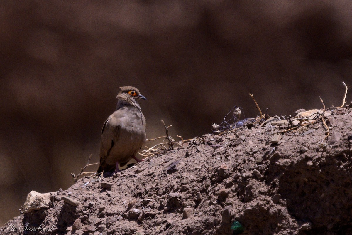 Горличка аргентинська - ML643539728