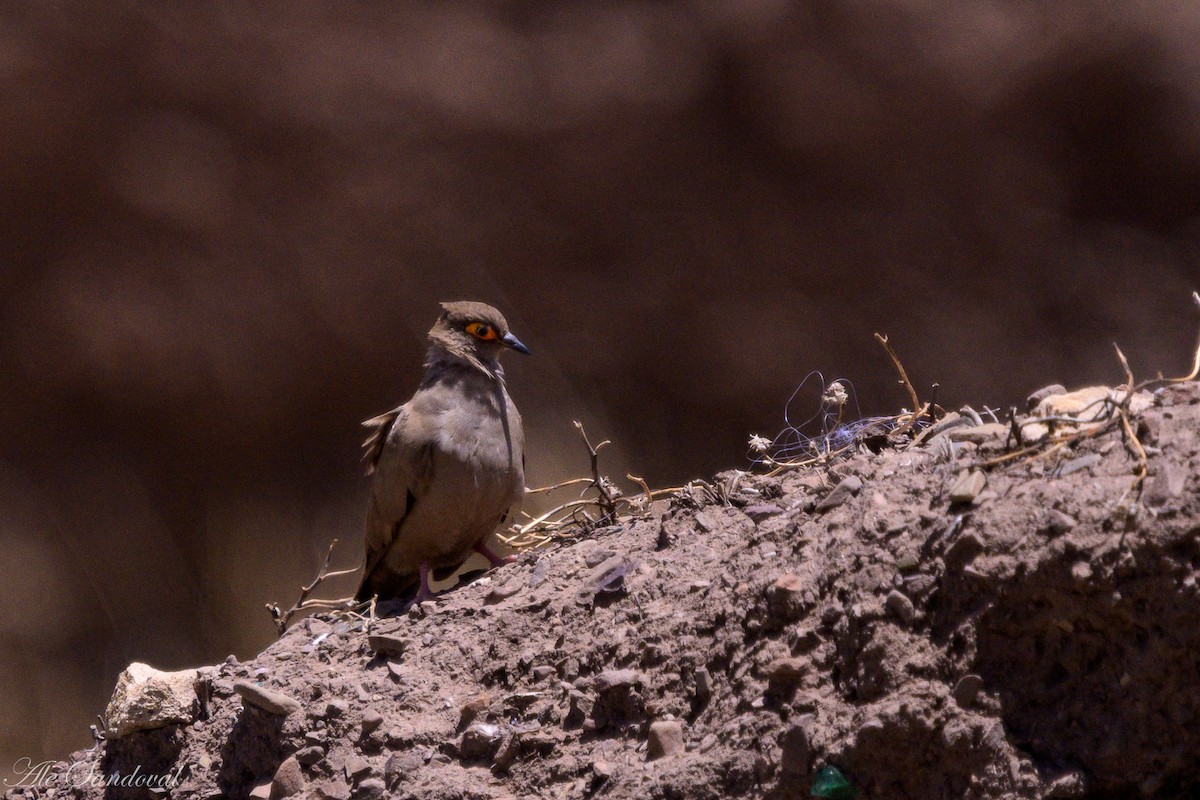 Горличка аргентинська - ML643539729