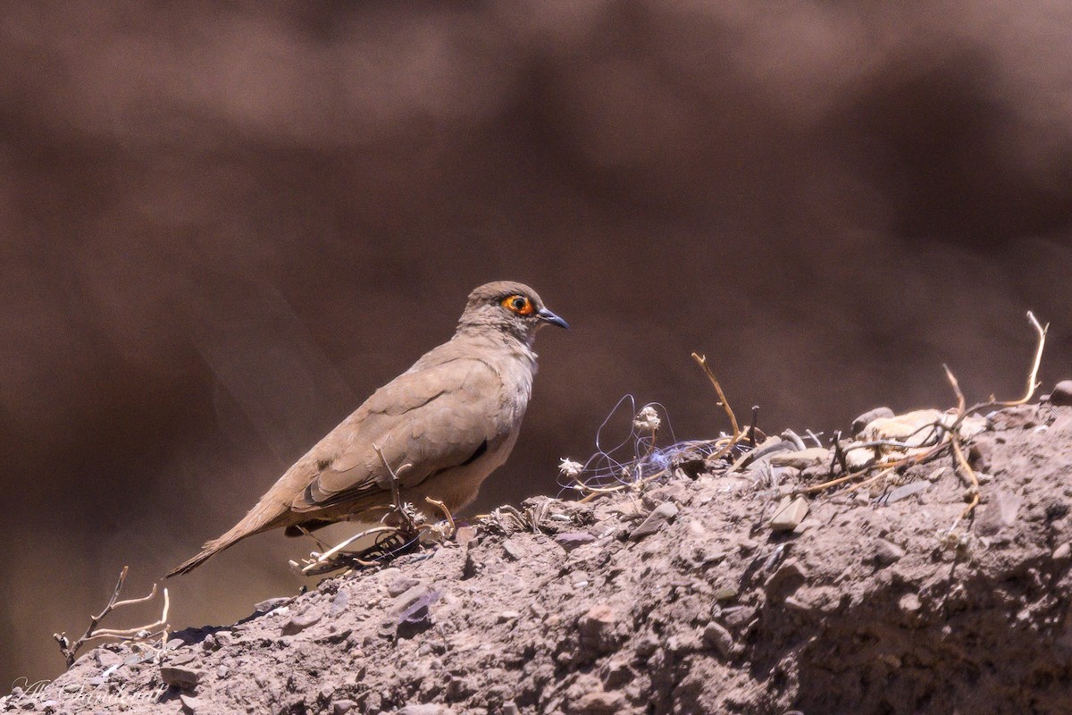 Горличка аргентинська - ML643539730