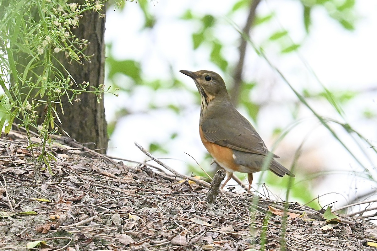 Gray-backed Thrush - ML643539781