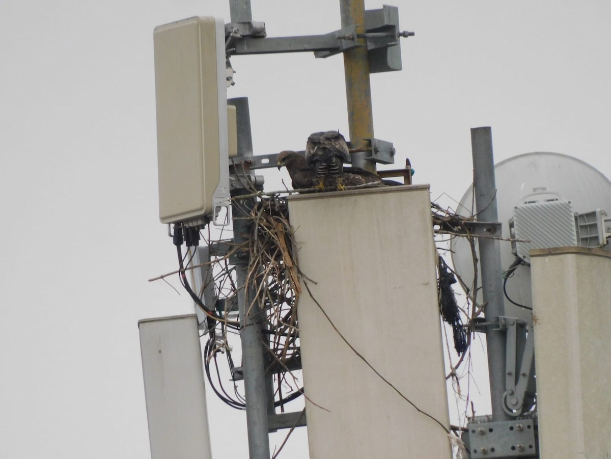 Сохор элээ - ML643539786