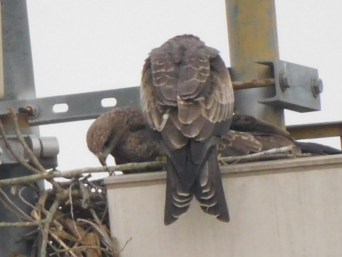 Сохор элээ - ML643539787