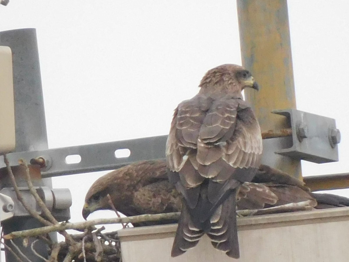 Сохор элээ - ML643539788