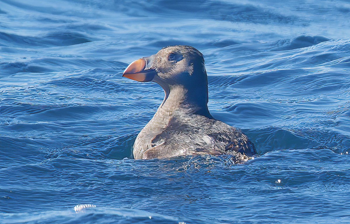 Tufted Puffin - ML643539803
