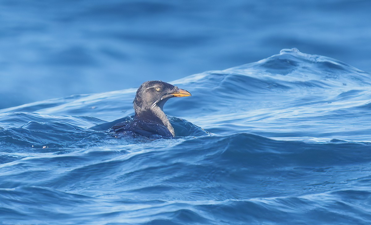 Rhinoceros Auklet - ML643539813