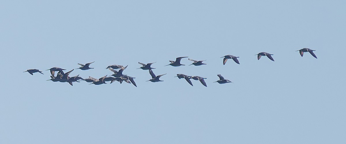Marbled Godwit - ML643539862
