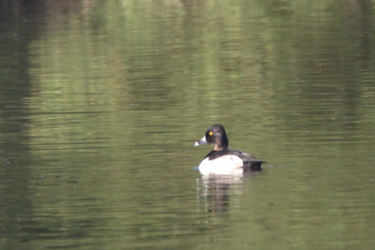 Ring-necked Duck - ML643539869