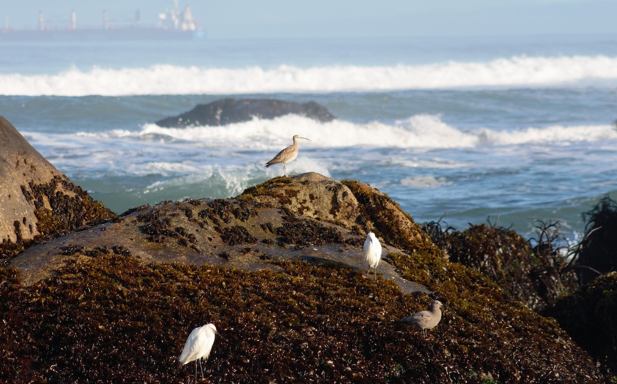 Gray Gull - ML643539870