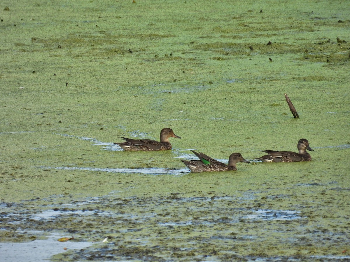 Green-winged Teal - ML643539878