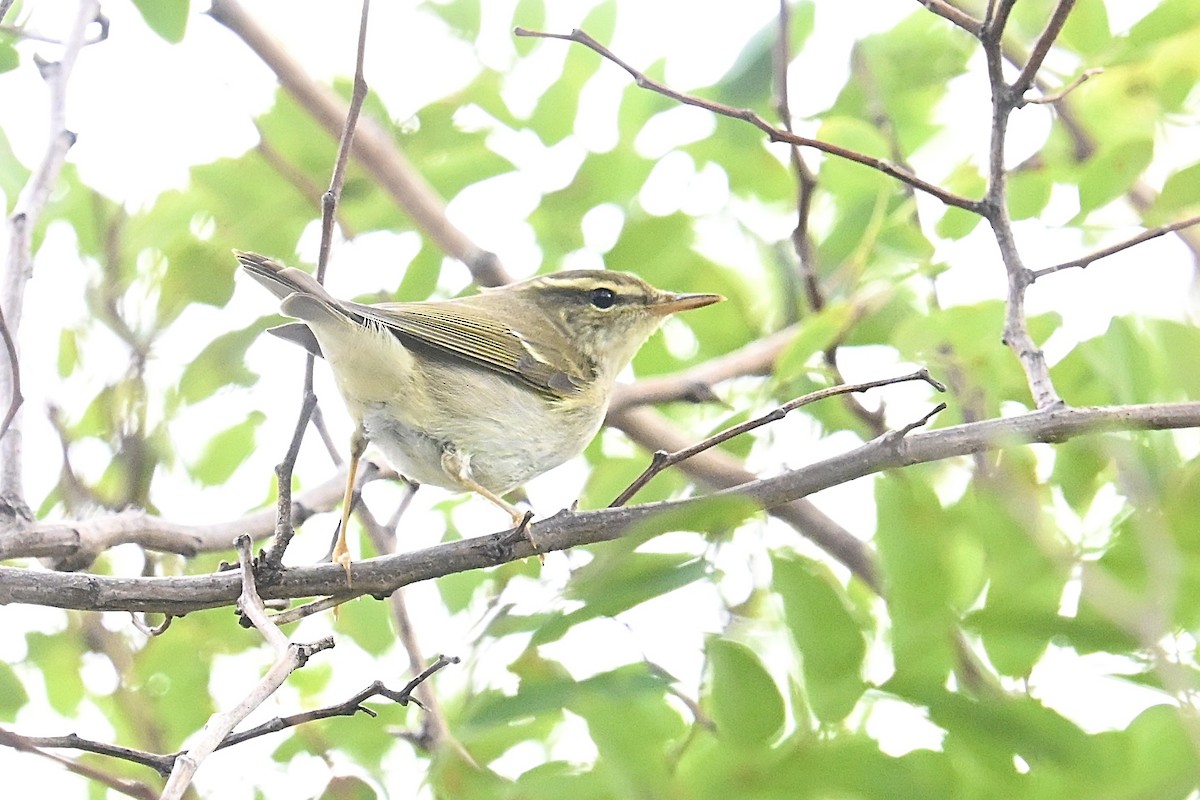 Kamchatka Leaf Warbler - ML643539883