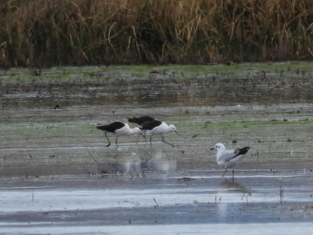 Чоботар гірський - ML643539887