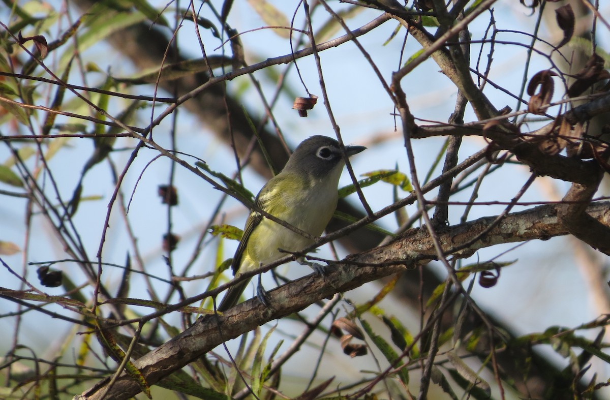 Blue-headed Vireo - ML643539895