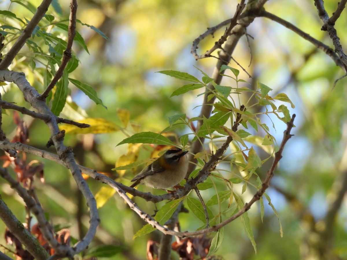 Common Firecrest - ML643539912