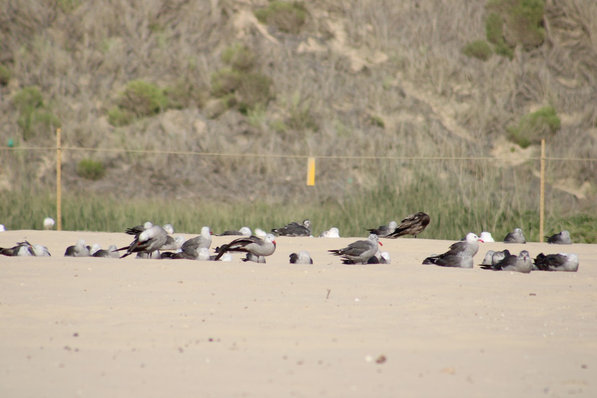 Heermann's Gull - ML643539914