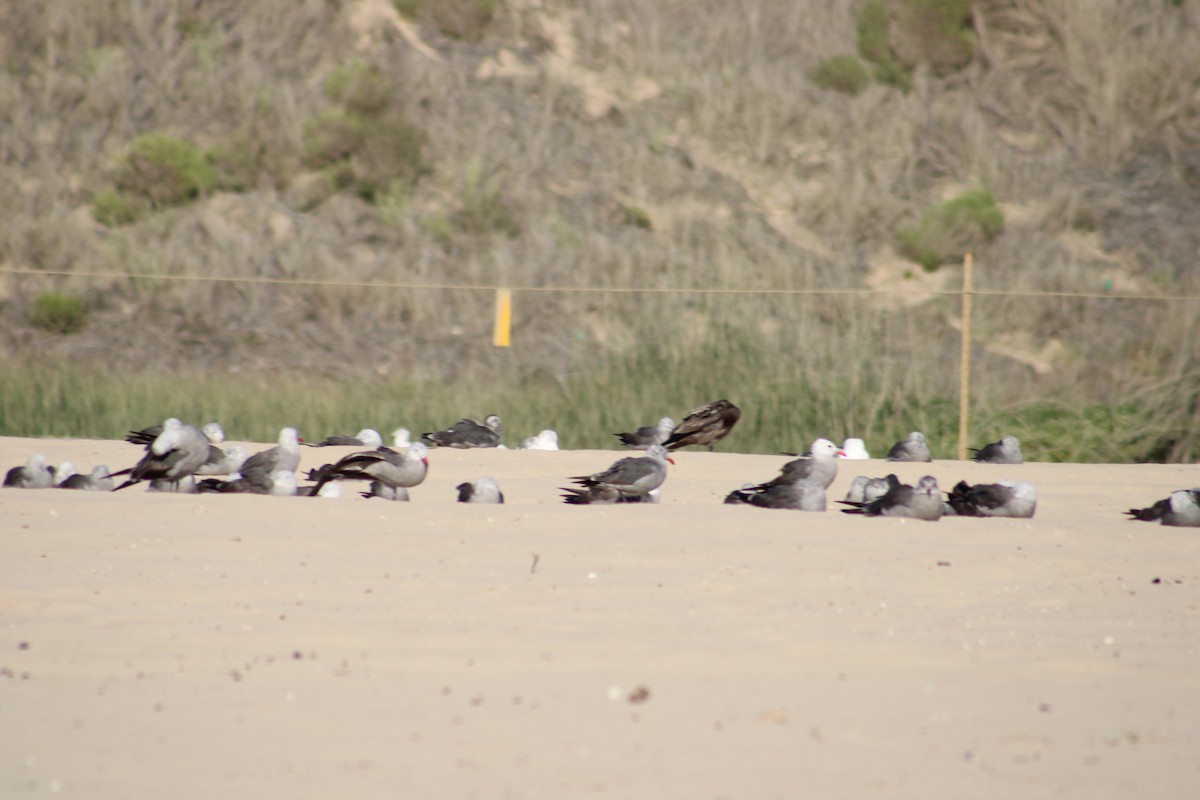 Heermann's Gull - ML643539915