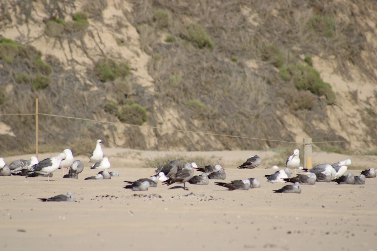 Heermann's Gull - ML643539916