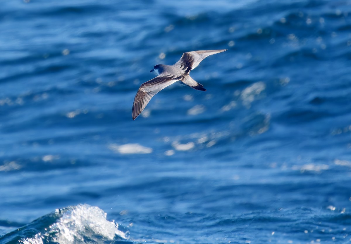 Buller's Shearwater - ML643539920