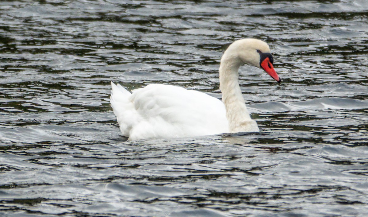 Mute Swan - ML643539931