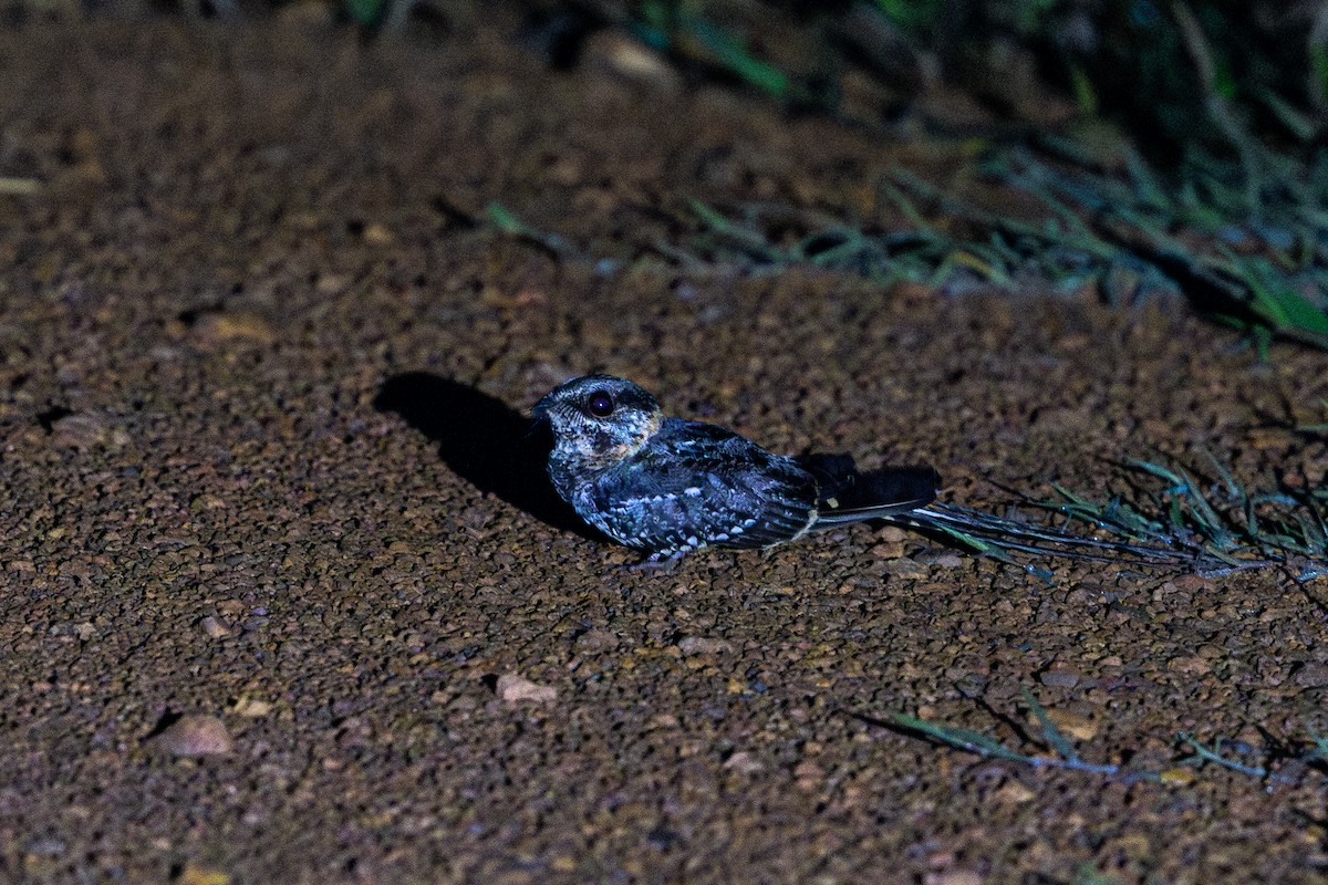 Scissor-tailed Nightjar - ML643539932