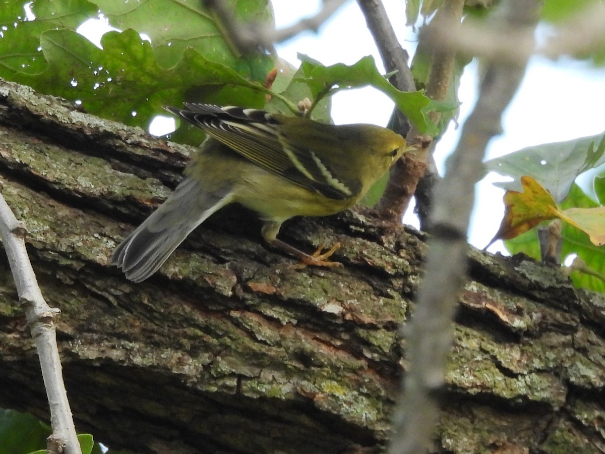 Blackpoll Warbler - ML643539947