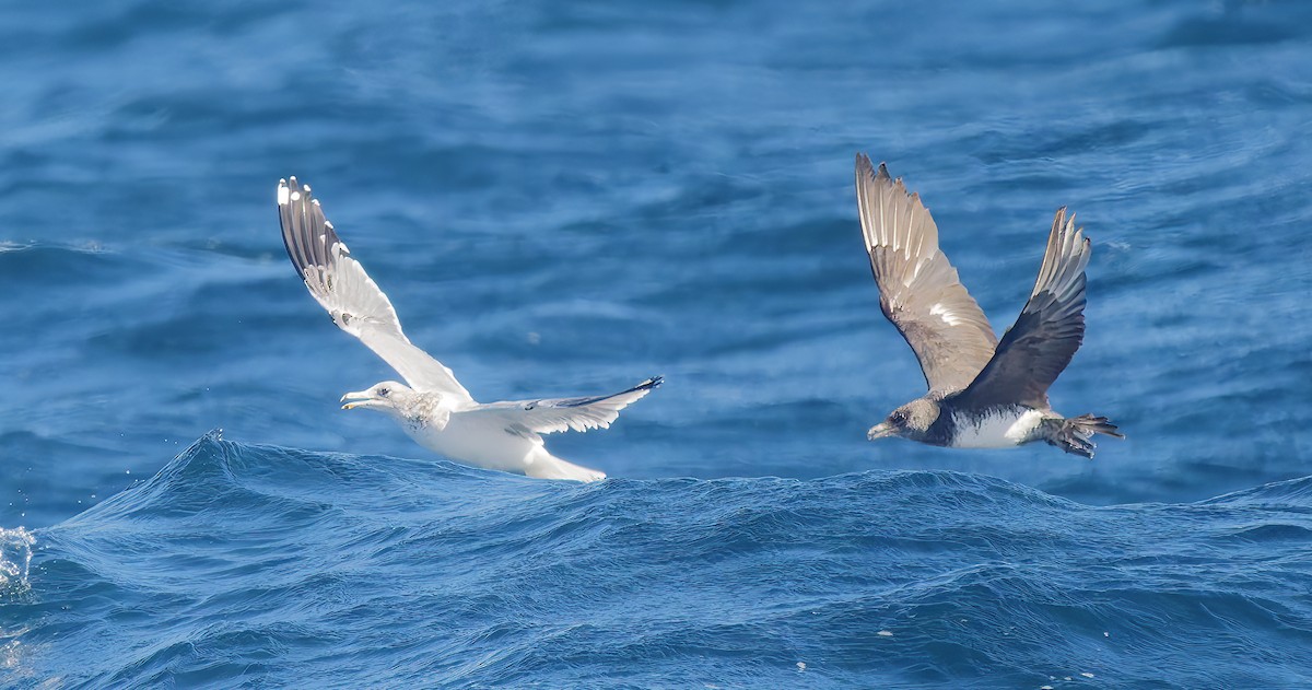 Pomarine Jaeger - ML643539953
