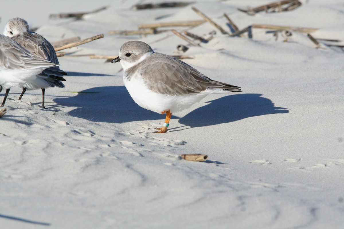 Piping Plover - ML643539964