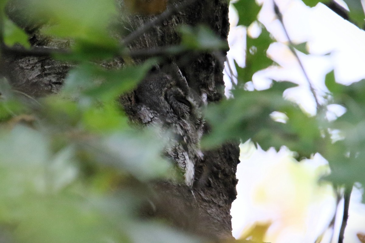 Eastern Screech-Owl - ML643539975