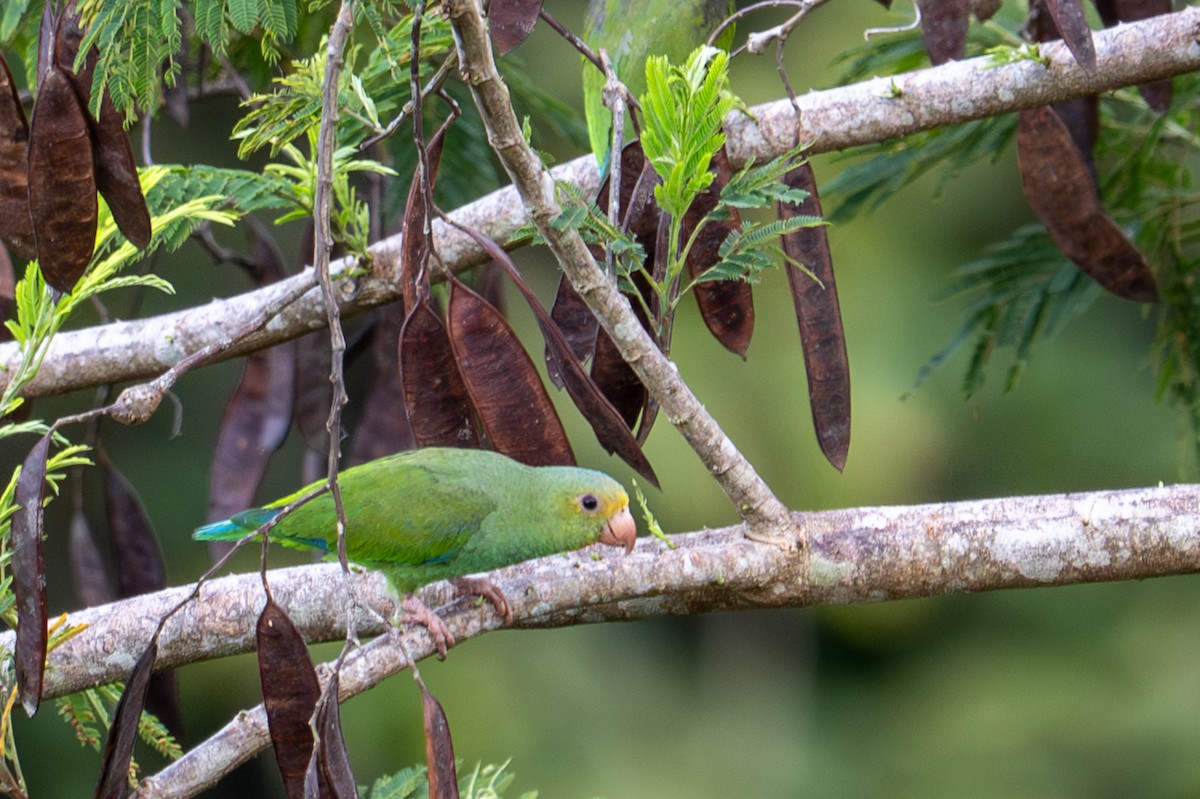 Cobalt-winged Parakeet - ML643539983