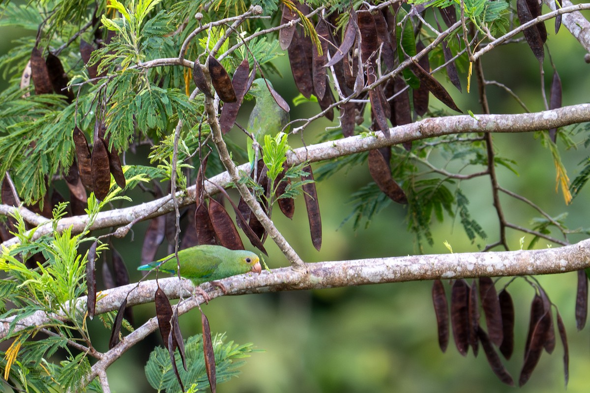 Cobalt-winged Parakeet - ML643539984
