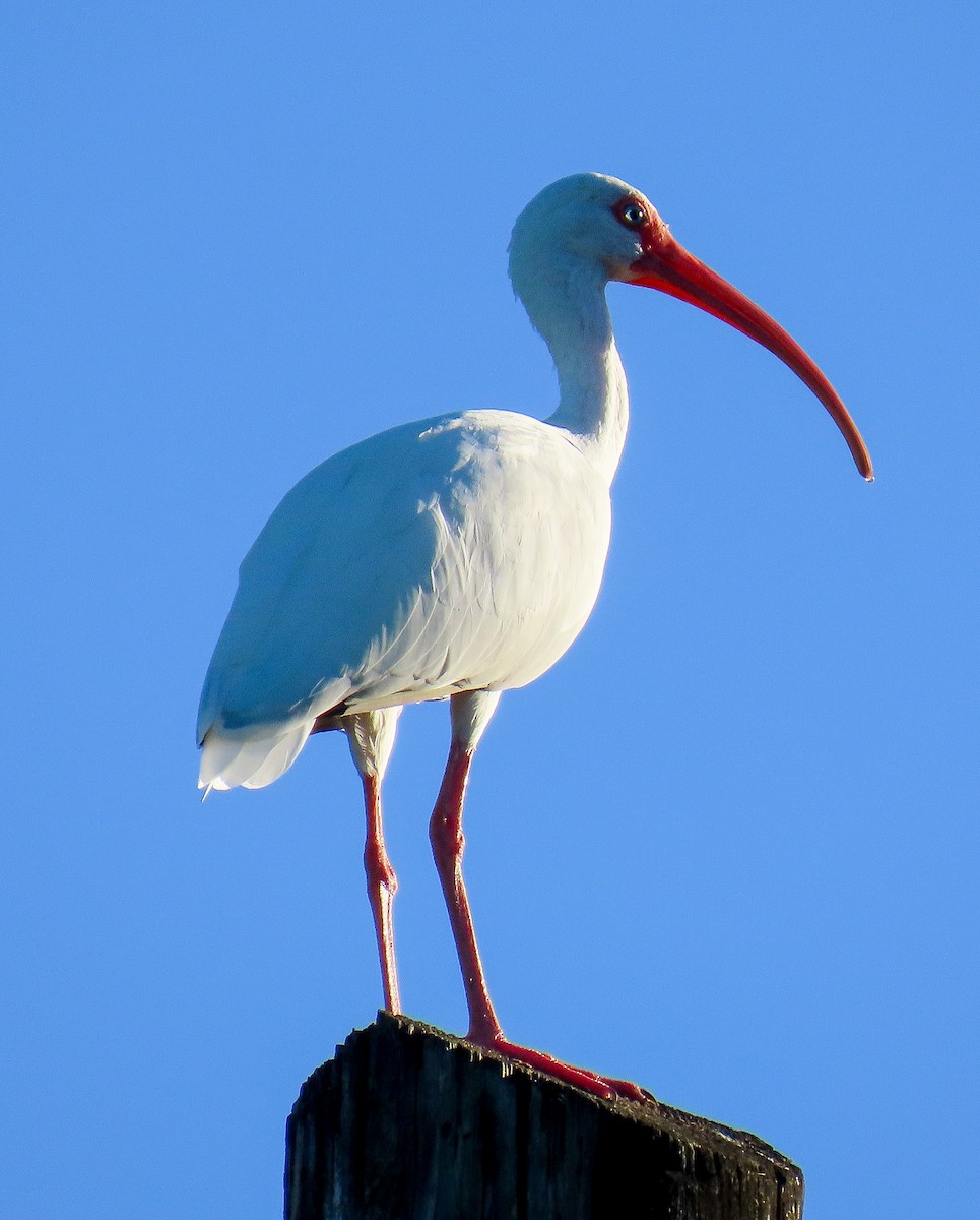 Ibis blanc - ML643539985
