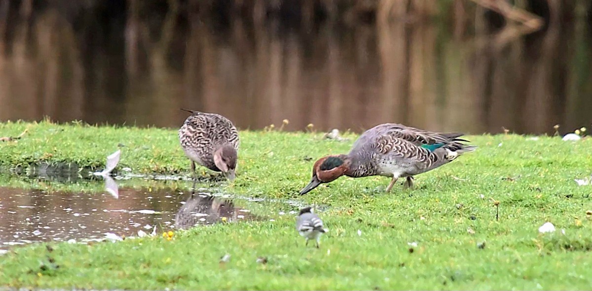 Green-winged Teal - ML643539990
