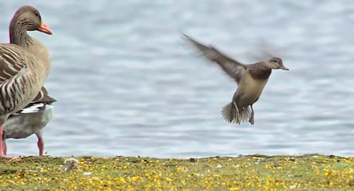 Green-winged Teal - ML643539991