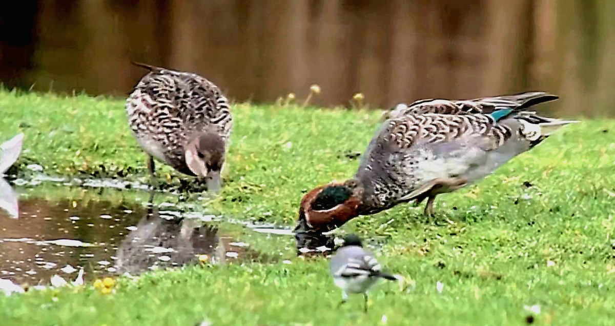 Green-winged Teal - ML643539993