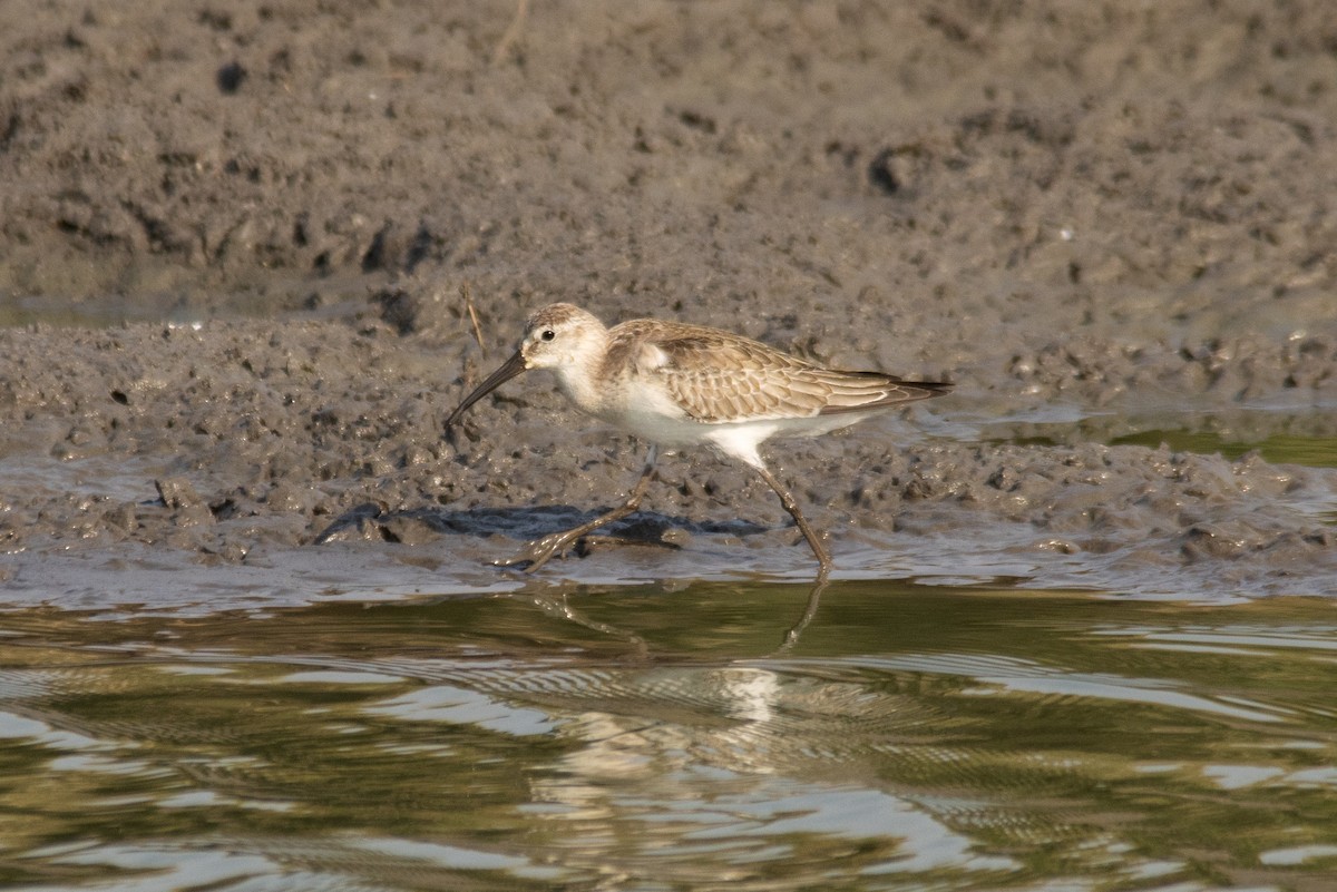 Curlew Sandpiper - ML643539996