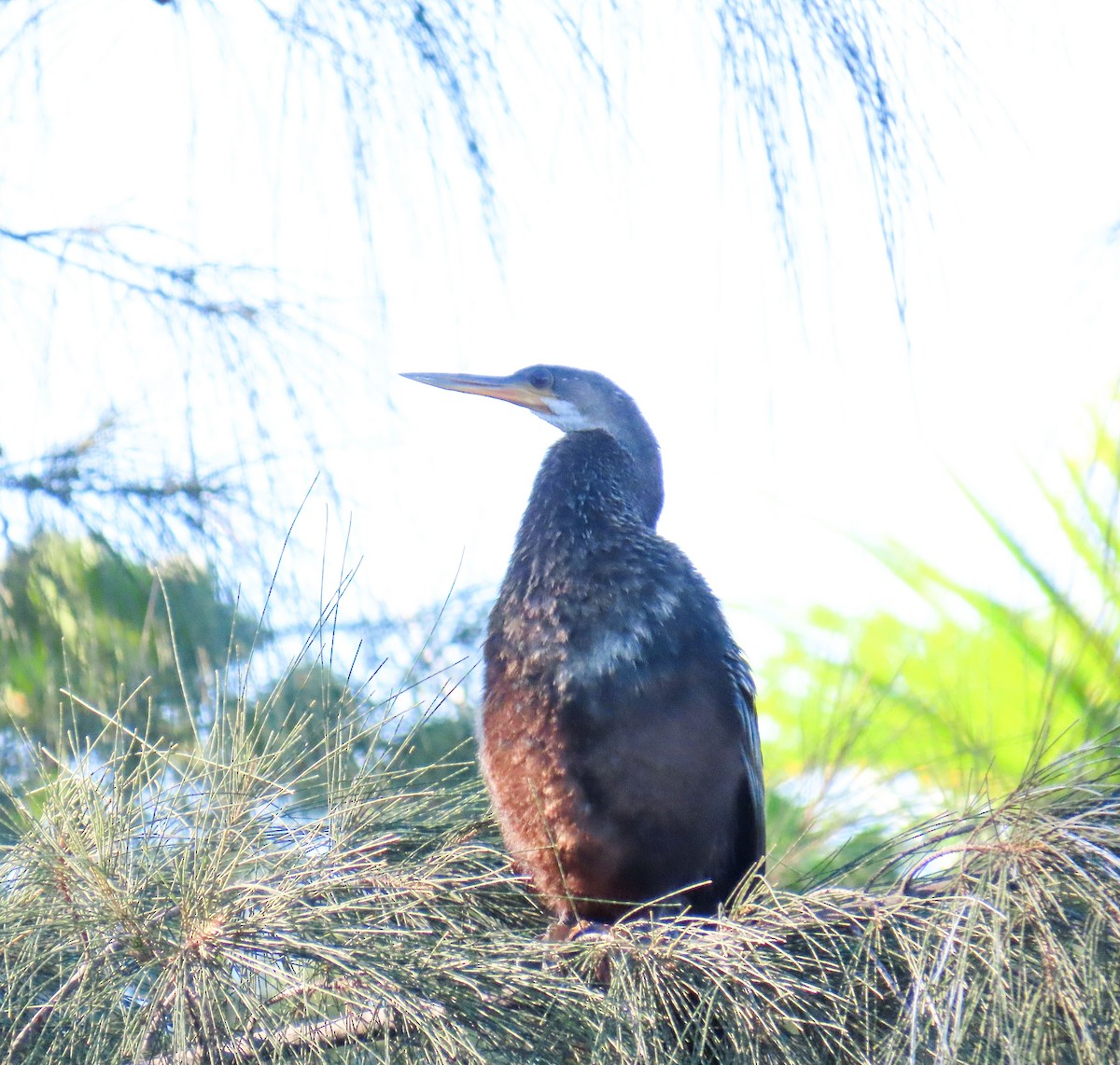 Anhinga - ML643540002