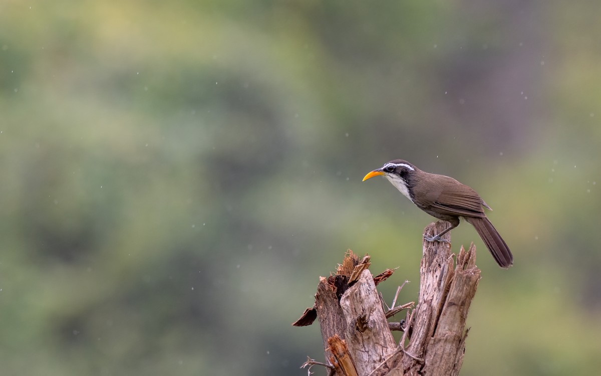 indiasigdtimal - ML643540011