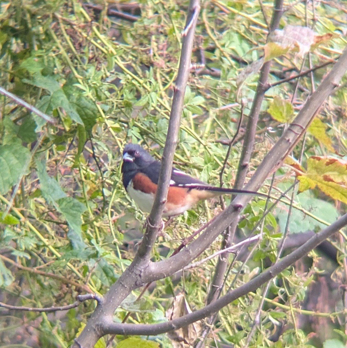 Eastern Towhee - ML643540012