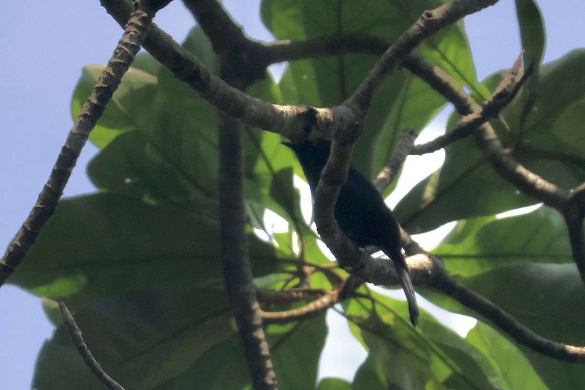 Sharpe's/Square-tailed Drongo - Gil Ewing