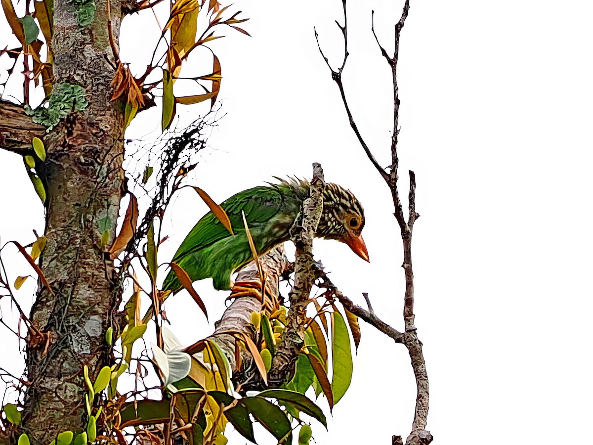 Lineated Barbet - ML643540018