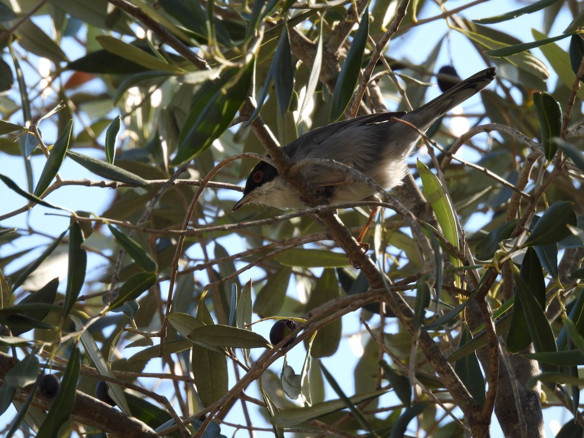 Sardinian Warbler - ML643540026